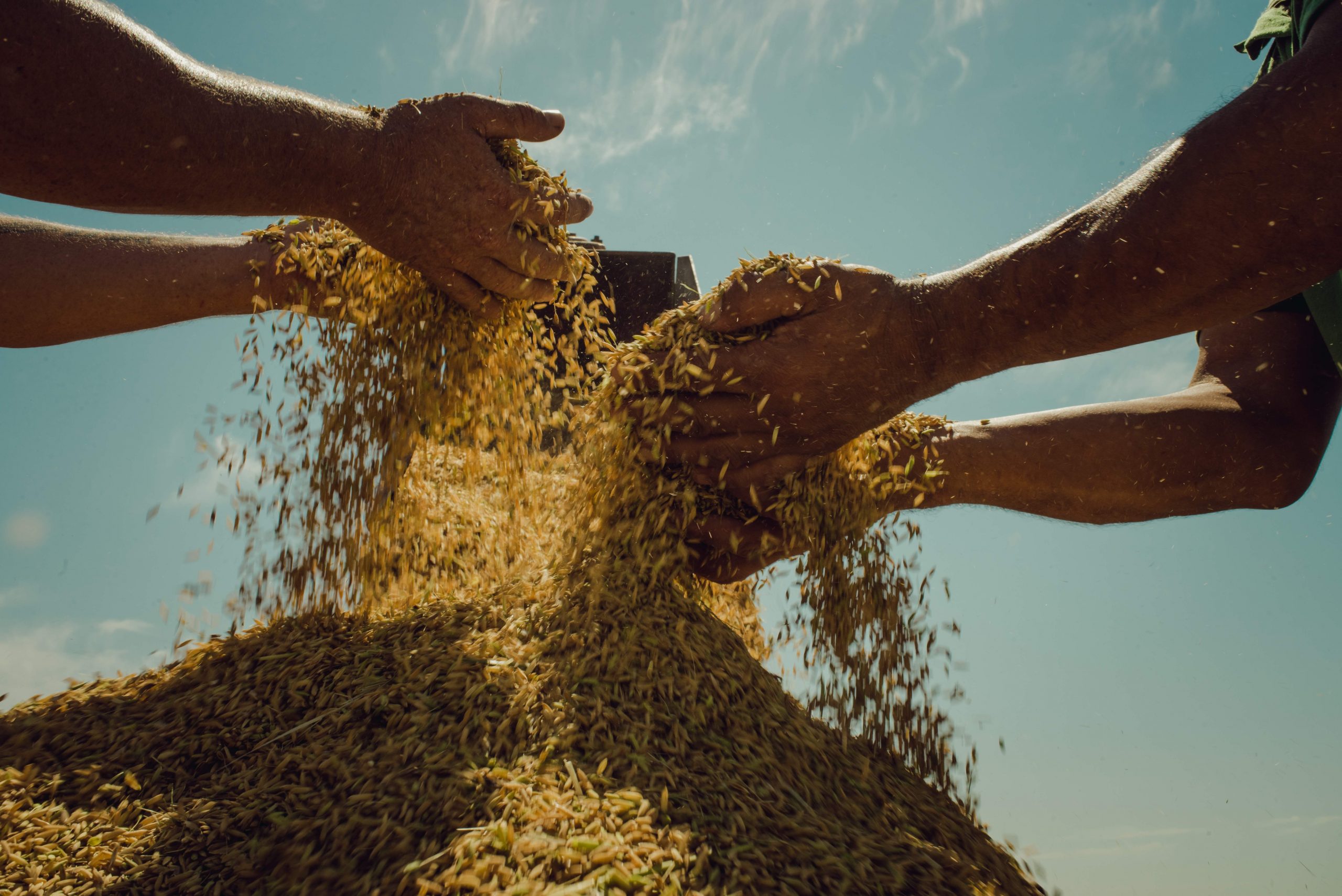 Maior Produ O De Arroz Org Nico Da Am Rica Latina Do Mst Mst