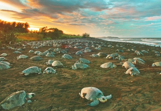 Arribada e desova das tartarugas em Ostional, Costa Rica - nada a ver com MST e Rio Solimões