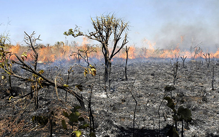 Audiência pública pauta a devastação ambiental das queimadas nesta quinta (19)