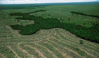 Qual o impacto do desmatamento para a agricultura?