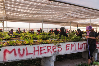 Camponesas ocupam Suzano contra liberação de eucalipto transgênico