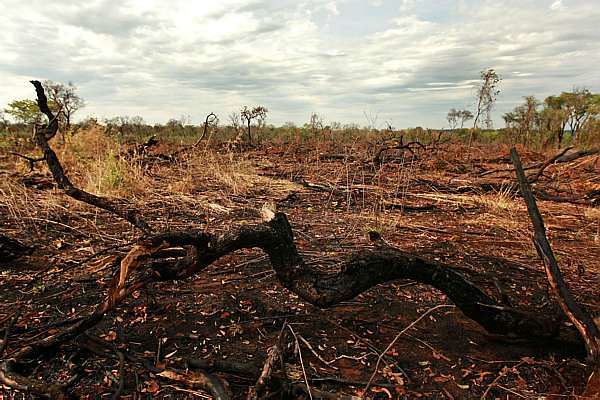 Kátia Abreu e cia decretam a extinção do Cerrado