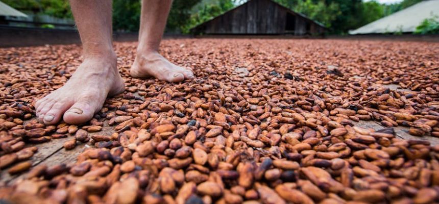 Cacau orgânico: para reverter devastação da Amazônia