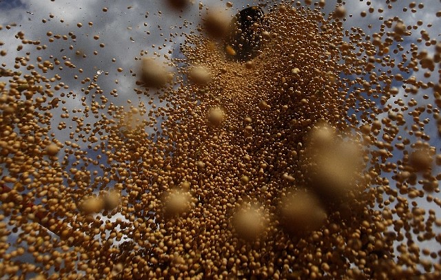 Relatório mostra que 10 empresas dominam 75% do mercado mundial de sementes