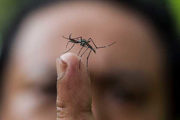 O negócio do vírus da zika e os mosquitos transgênicos