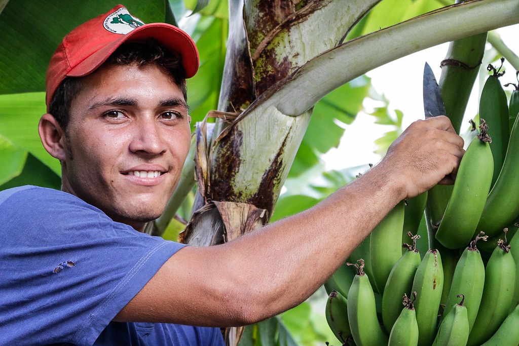 Produção de banana no Acampamento Abril Vermelho, em Juazeiro, região Norte da BA..jpg