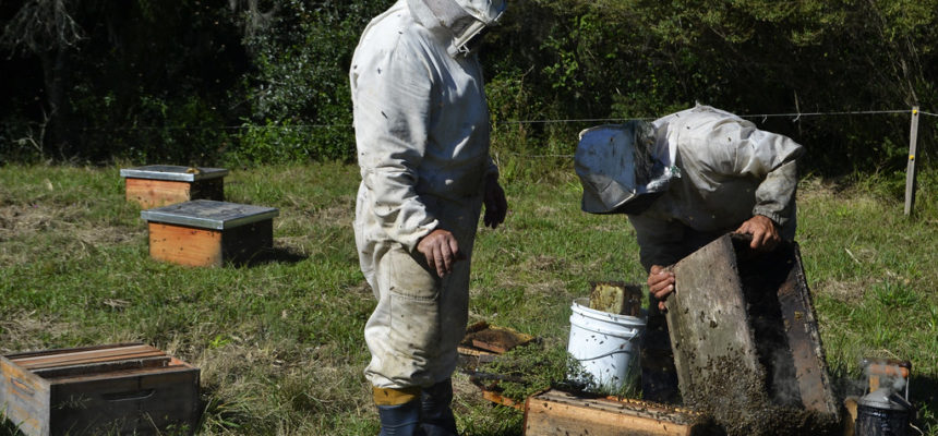 nós continuaremos apostando na apicultura”