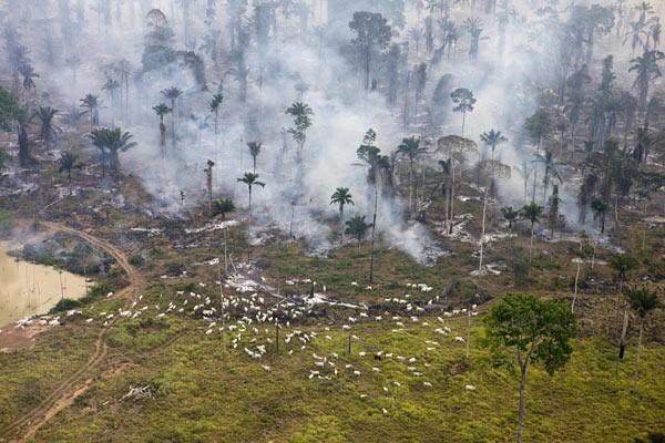 FAO: pecuária causou 80% do desflorestamento no Brasil entre 1990-2005
