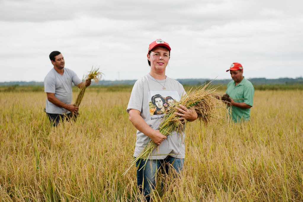 Produção de arroz orgânico envolve hoje 363 famílias assentadas. Foto Alex Garcia.jpg