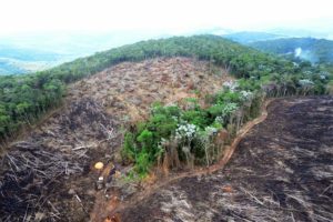 Brasil é campeão em desmatamento de florestas primárias no mundo