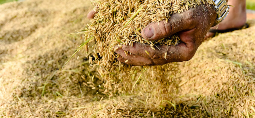 MST promove 14ª Abertura Oficial da Colheita do Arroz Agroecológico no RS
