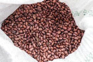 MST produz mais de 30 variedades de feijão sem veneno no Rio Grande do Sul