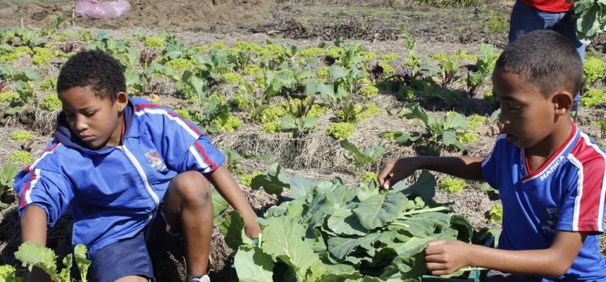 Primeira colheita de Unidade Agroecológica em Maricá é doada a Hospital Municipal