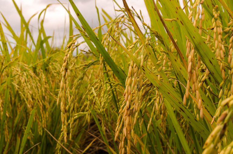 Conferência internacional evidencia produção de arroz orgânico do MST