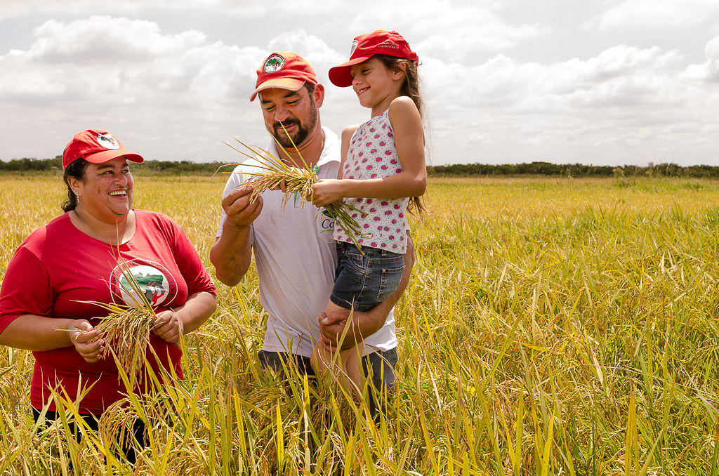 MST abre colheita do arroz agroecológico nesta sexta-feira (16) no RS
