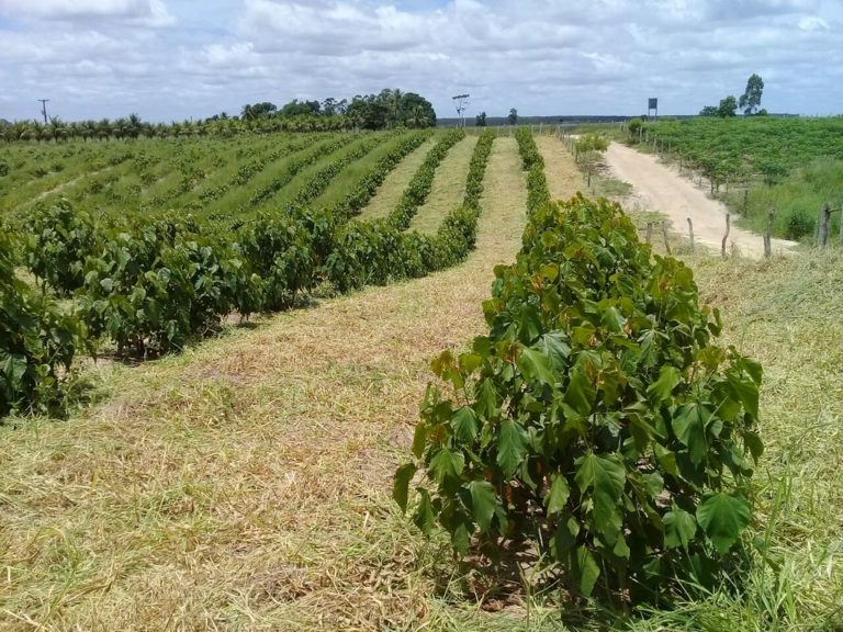 Famílias Sem Terra investem na produção de urucum no extremo sul da Bahia