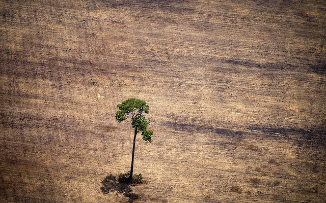 Exploração da Amazônia irá aumentar conflitos por terra e dependência do agronegócio