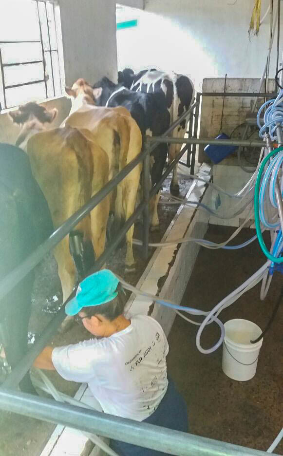O trabalho dos produtores da Coopava no leite começa logo cedo e se repete ao final do dia. Foto Divulgação.jpg