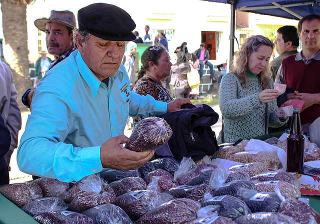 MST produz mais de 50 variedades de feijão orgânico no Rio Grande do Sul