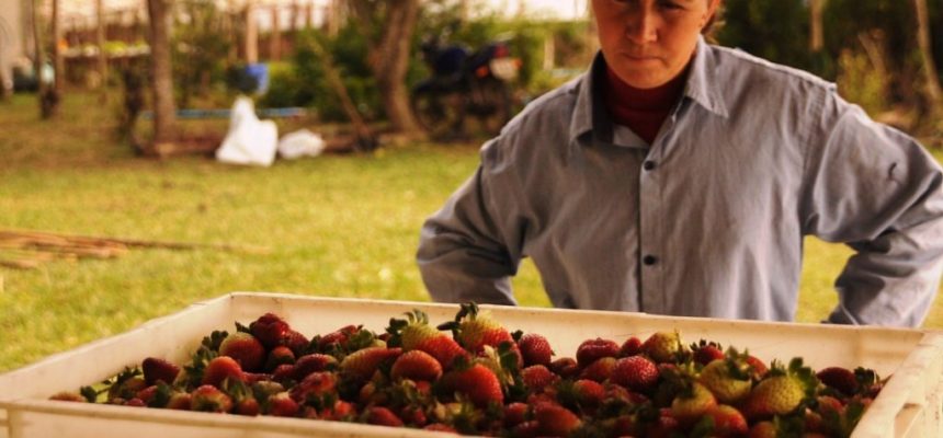 Produção agroecológica amplia relação com a cidade