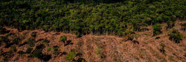 Desmatamento no Cerrado mato-grossense é 95% ilegal
