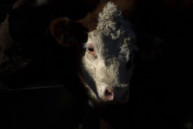 Artigo | A internet das vacas