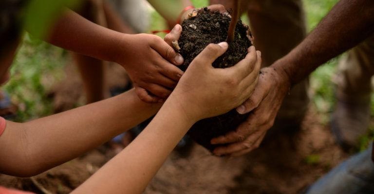 Plantar árvores MST