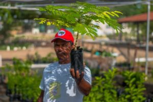 Plantar árvores, produzir alimentos saudáveis MST