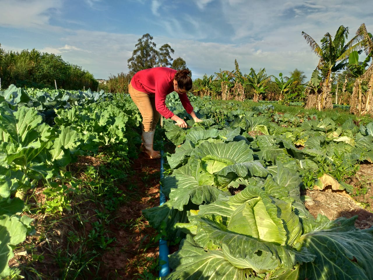 Doações de alimentos serão feitas pelo MST em 4 cidades do Paraná neste fim de semana - MST