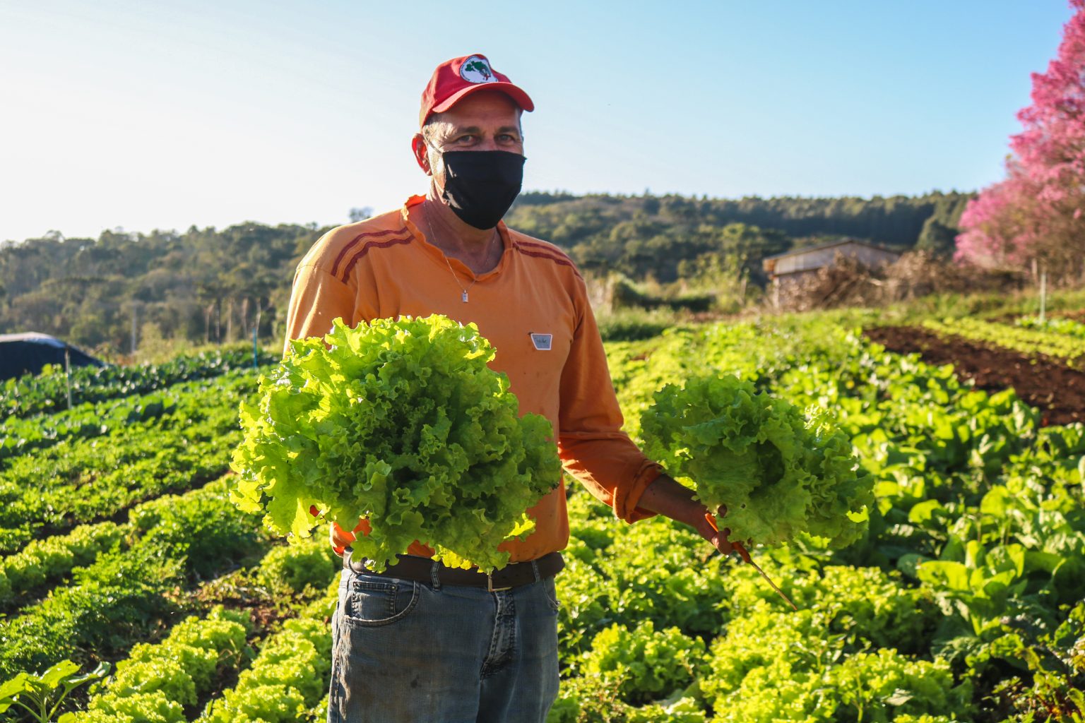 Saiba Onde Encontrar Alimentos Produzidos Pelas Famílias Sem Terra No Paraná Mst 0434