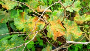 “O Parlamento gaúcho, tenho certeza, não se vergará aos interesses da indústria química”