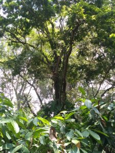 Pau-brasil com mais de 600 anos é preservado por famílias Sem Terra em assentamento no extremo sul da Bahia