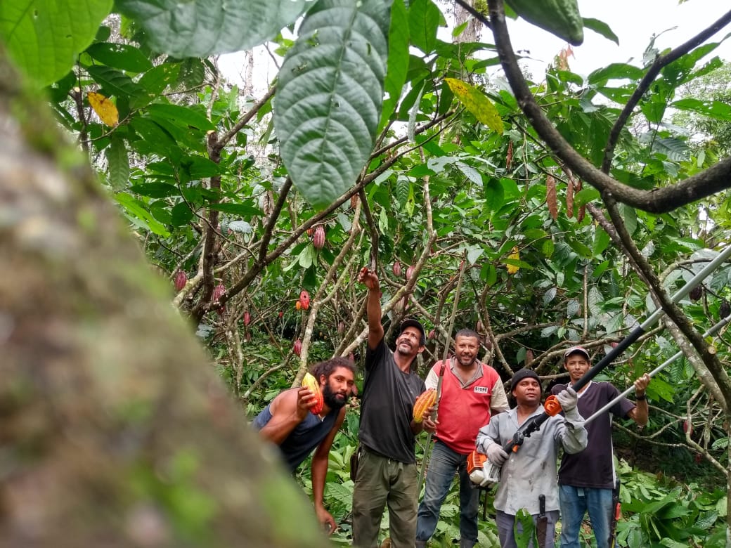 “Vassoura de Bruxa” do latifúndio do cacau devastado à produção orgânica MST