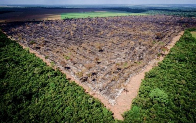 Fácil' e 'legal', desmatamento no Cerrado bate recorde e avança sem  resistência - MST