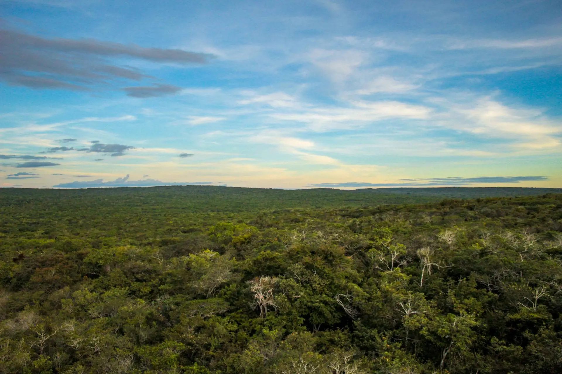 Expansão urbana e agronegócio ameaçam Mata Atlântica, alerta