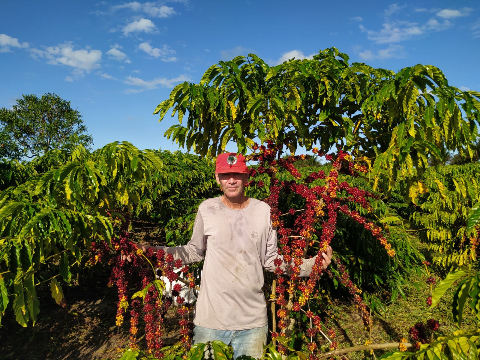 Jornal do Campo ES  Colheita do café conillon começa em breve