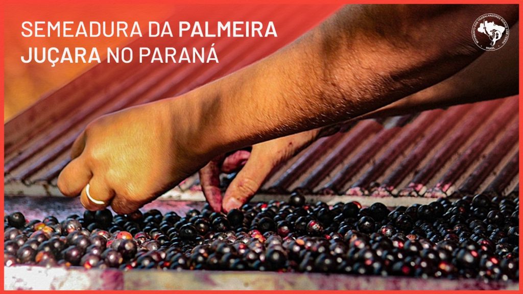1ª Semeadura da Palmeira Juçara no Paraná