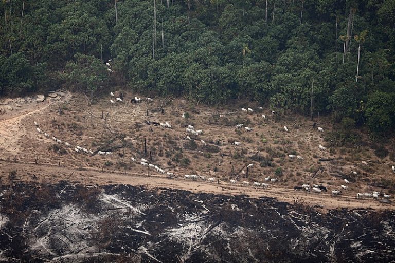 Fácil' e 'legal', desmatamento no Cerrado bate recorde e avança sem  resistência - MST