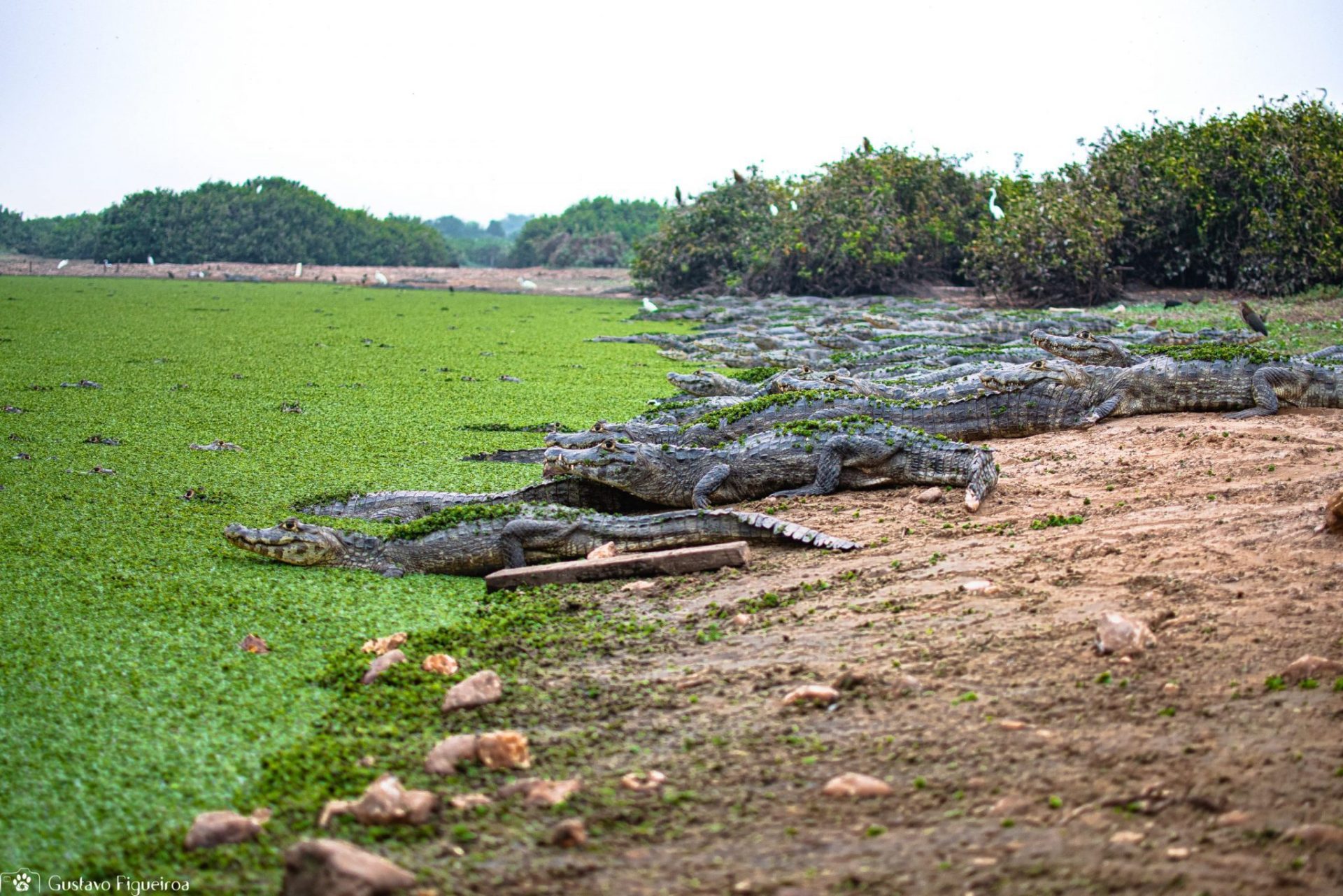 Pantanal: mais do que um bioma