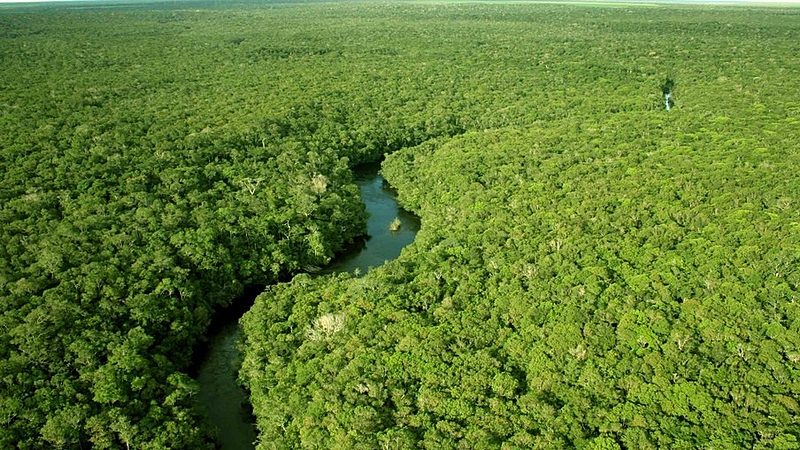 Aumento global no desmatamento anula resultados positivos do Brasil
