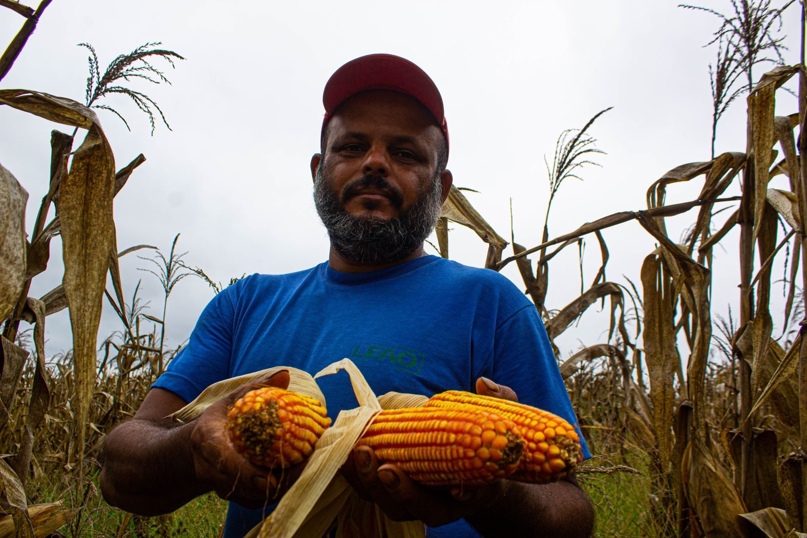 O grão de milhões: por que o milho é tão importante para a Reforma Agrária?