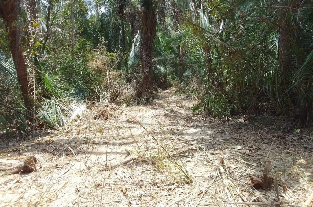 Agronegócio amplia violência contra quilombolas no Maranhão para plantar soja