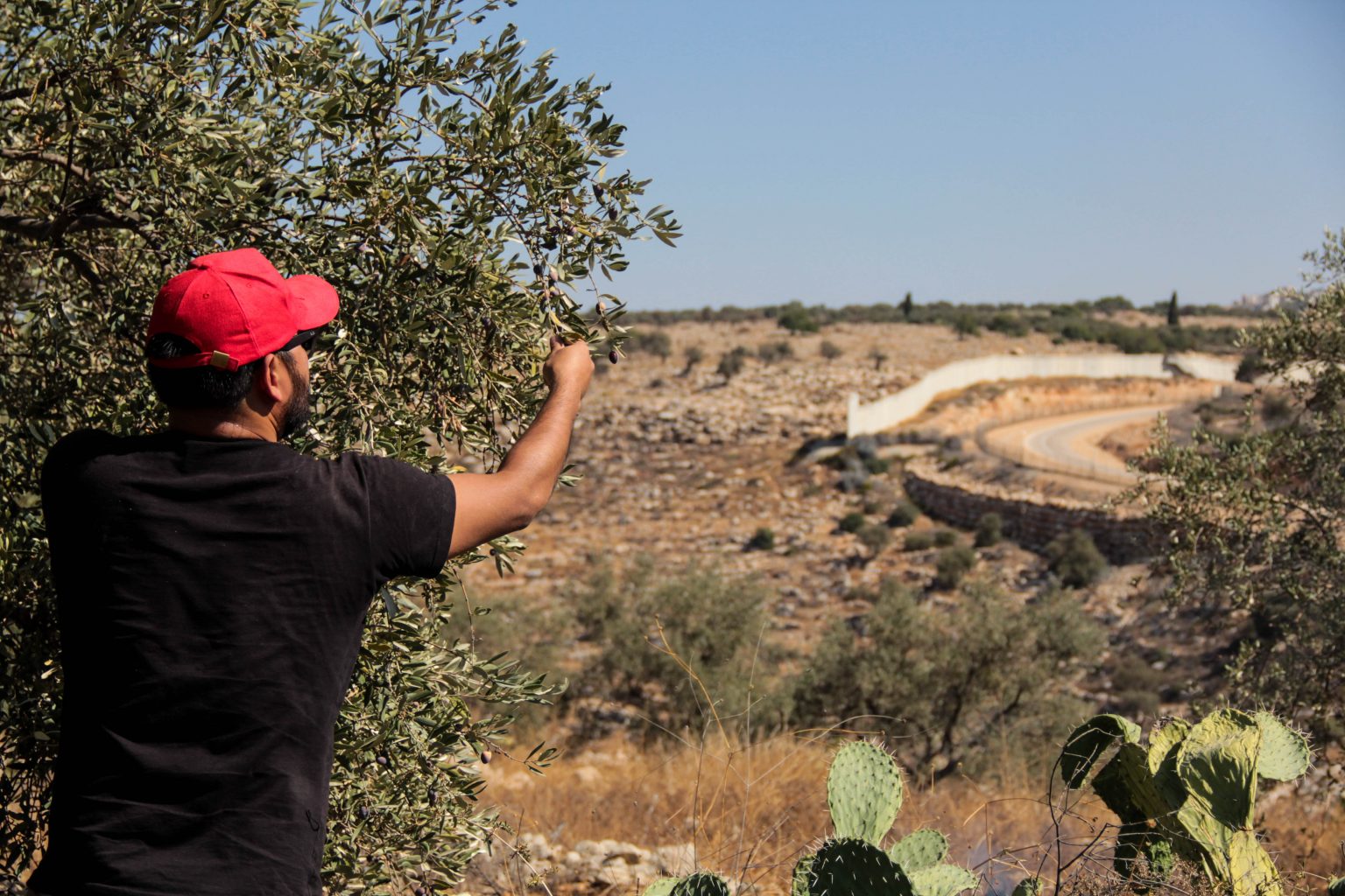 Soberania Alimentar como resistência na Palestina