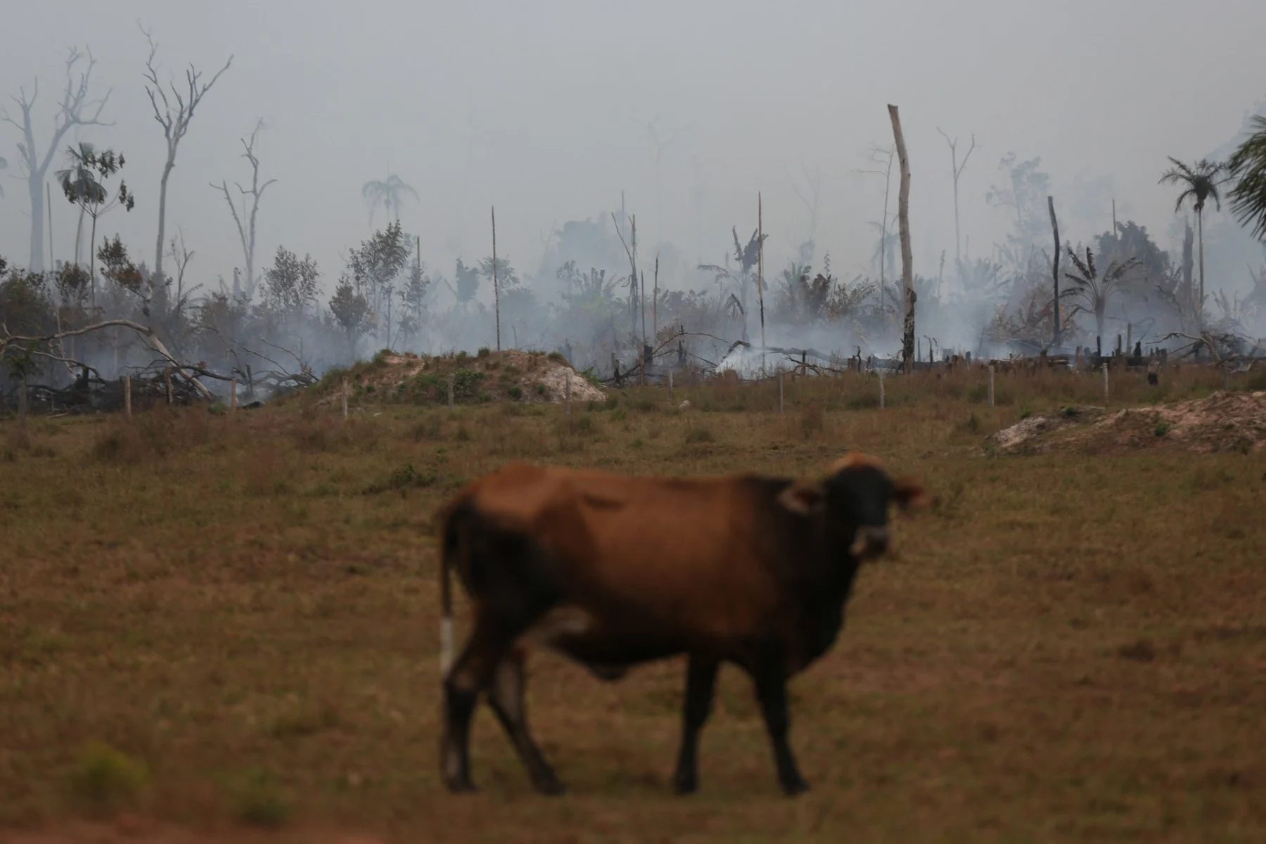 Municípios campeões em queimadas concentram maiores rebanhos de gado do Brasil