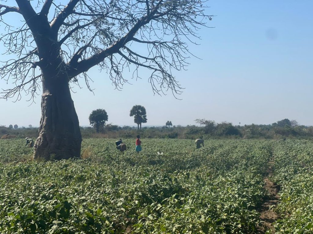 Brigada Samora Machel do MST fortalece ações de agroecologia e saúde popular em Shibuyunji, Zâmbia