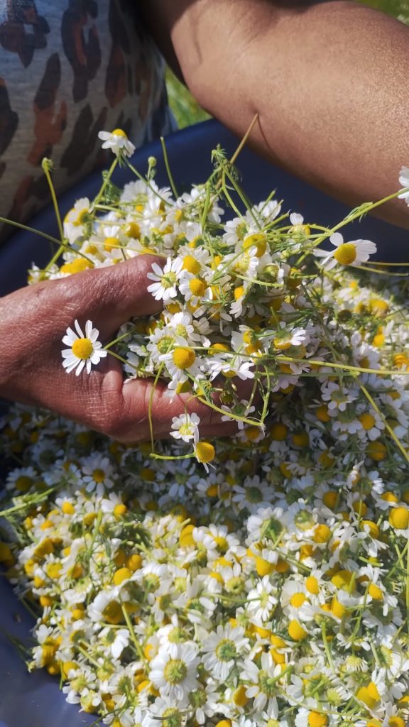Mulheres do coletivo Raízes da Terra mantêm viva a tradição da semente crioula