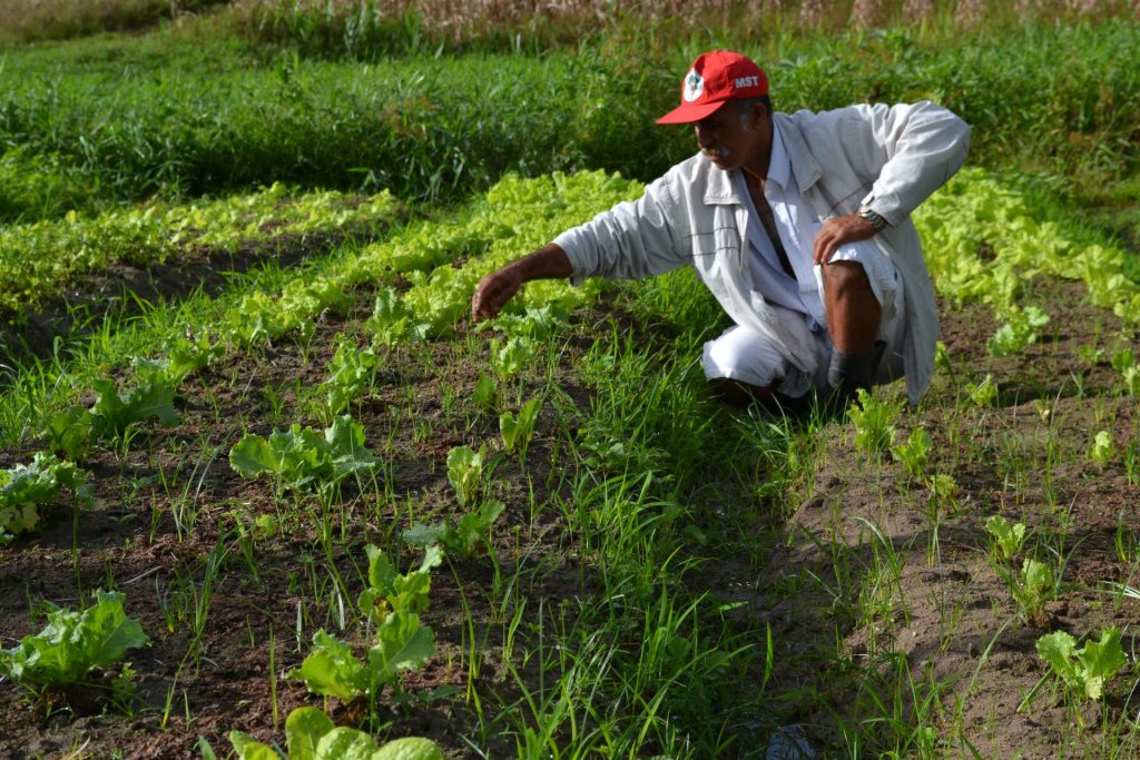 MST e agroecologia
