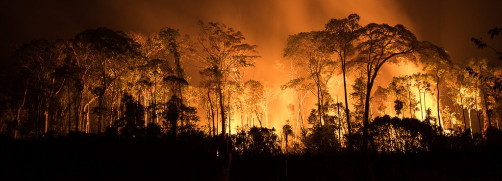 TFFF: por que não devemos celebrar o colonialismo verde sobre nossas florestas?