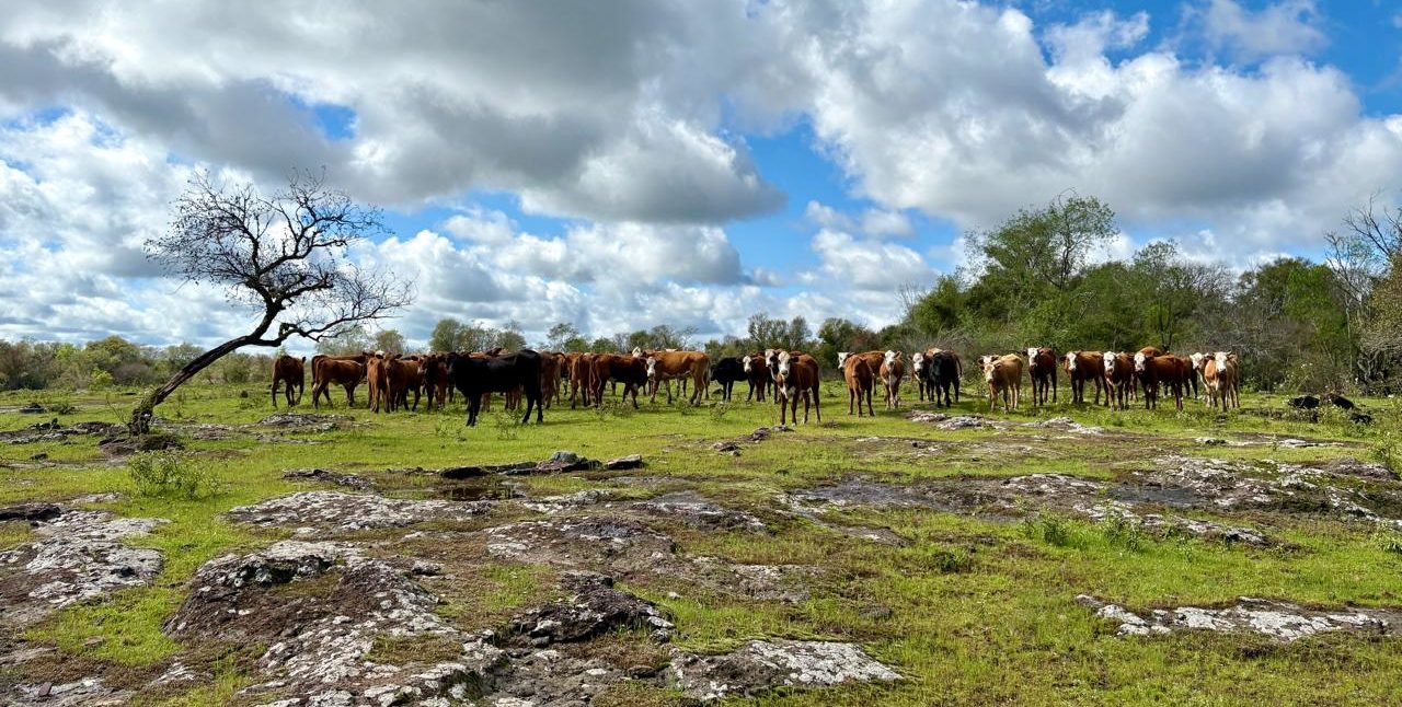 Campanha de desinformação tenta colocar produtores rurais contra unidade de conservação no Pampa