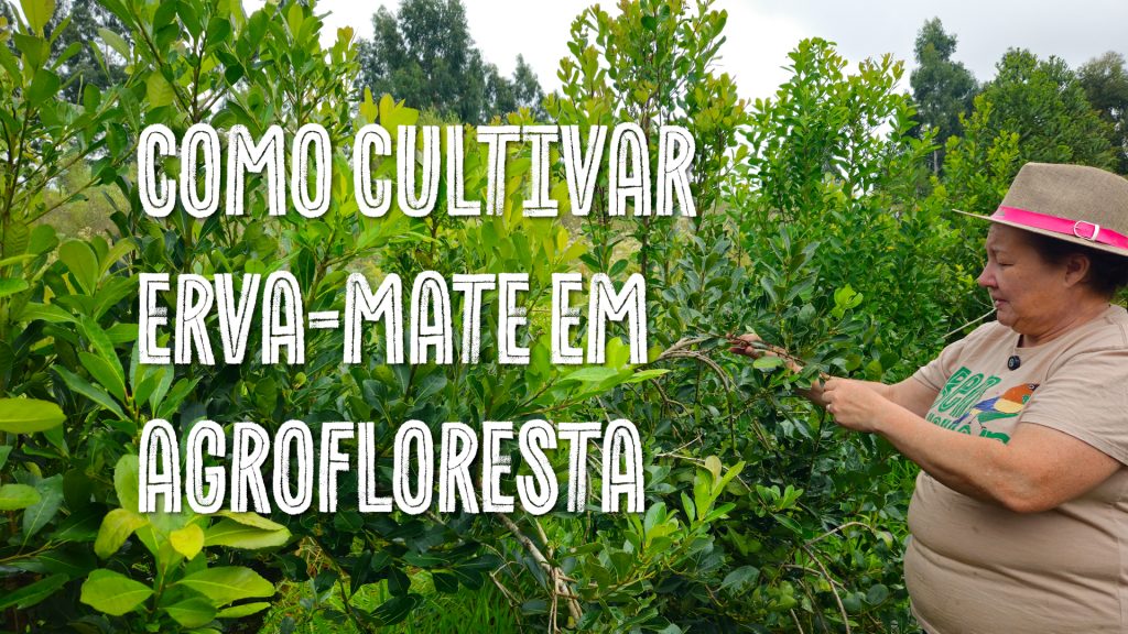 Como cultivar erva-mate em agrofloresta
